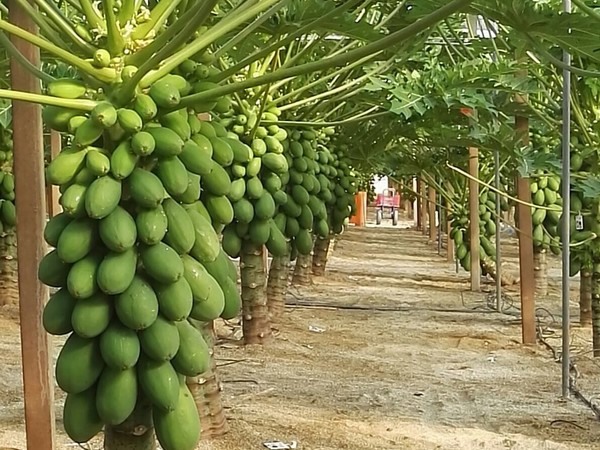 পেঁপে