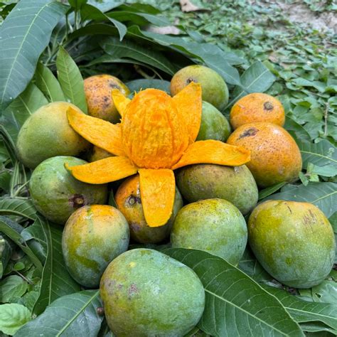 আম
